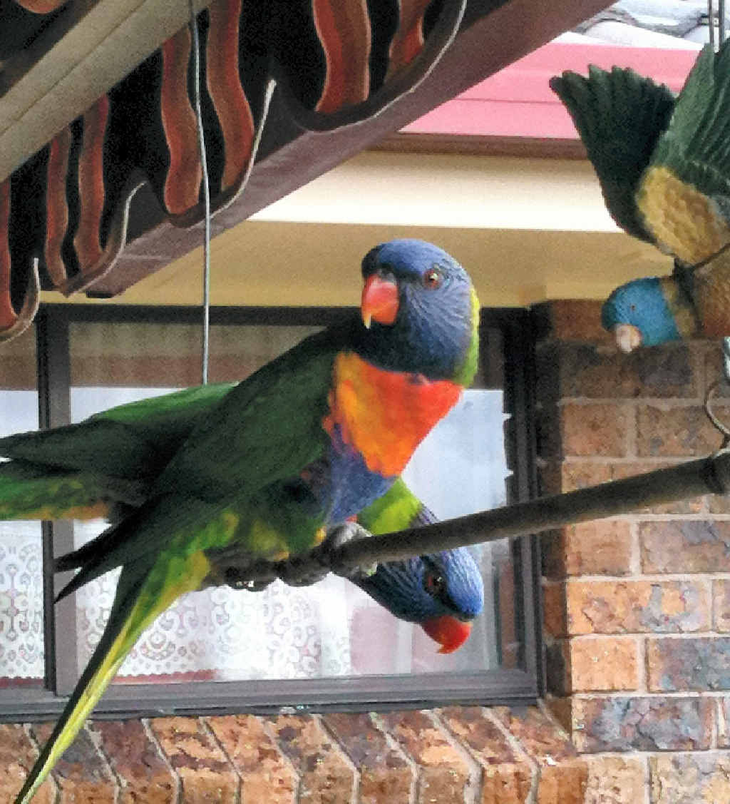 BREAKFAST GUESTS: Lismore Heights, around 8am on November 8. BREAKFAST GUESTS: Lismore Heights, around 8am on November 8.